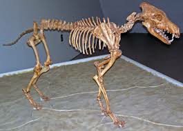 Dire Wolf Fossil