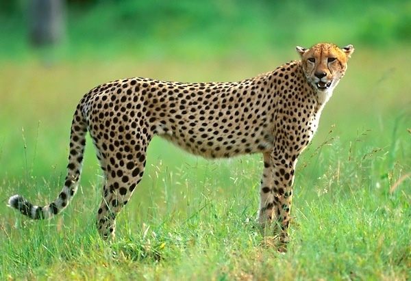 Cheetah